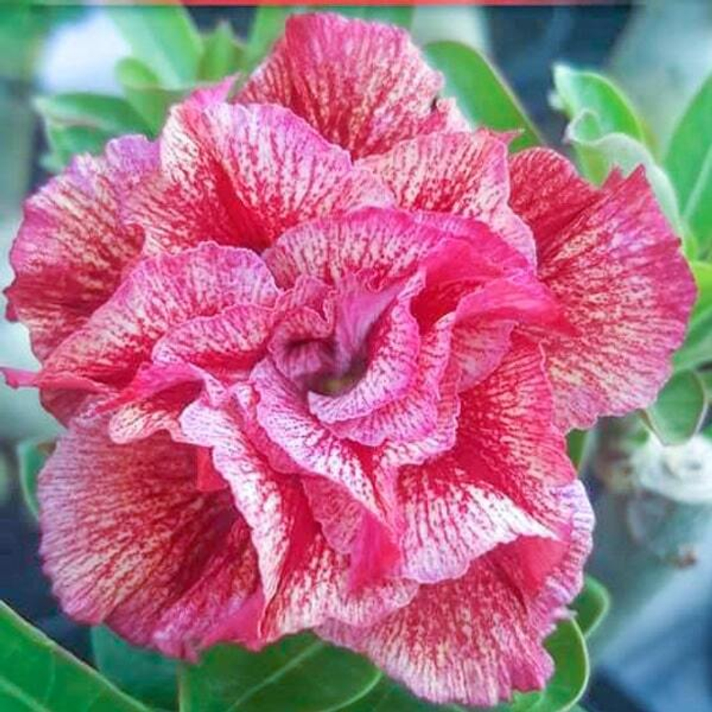 Адениум обесум 193 Vạn Cát