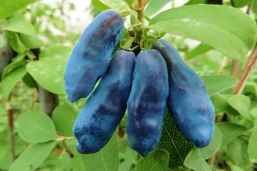 Жимолость канадская суперсладкая Блю Банана (Blue Banana). Раннего срока созревания