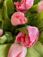 Тюльпаны кружевные - ярко-розовый цвет