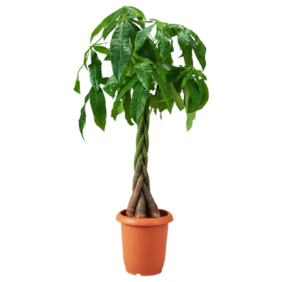 Пахира Orangery pachyra aquatica 27/155