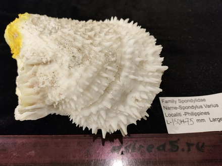 Спондилюс Вариус