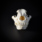 Череп собаки