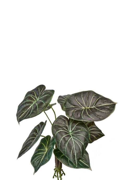 Алоказия Black