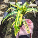 Кротон PHET PHANNARAI