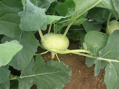 Опус F1 семена капусты кольраби (Enza Zaden / Энза Заден)