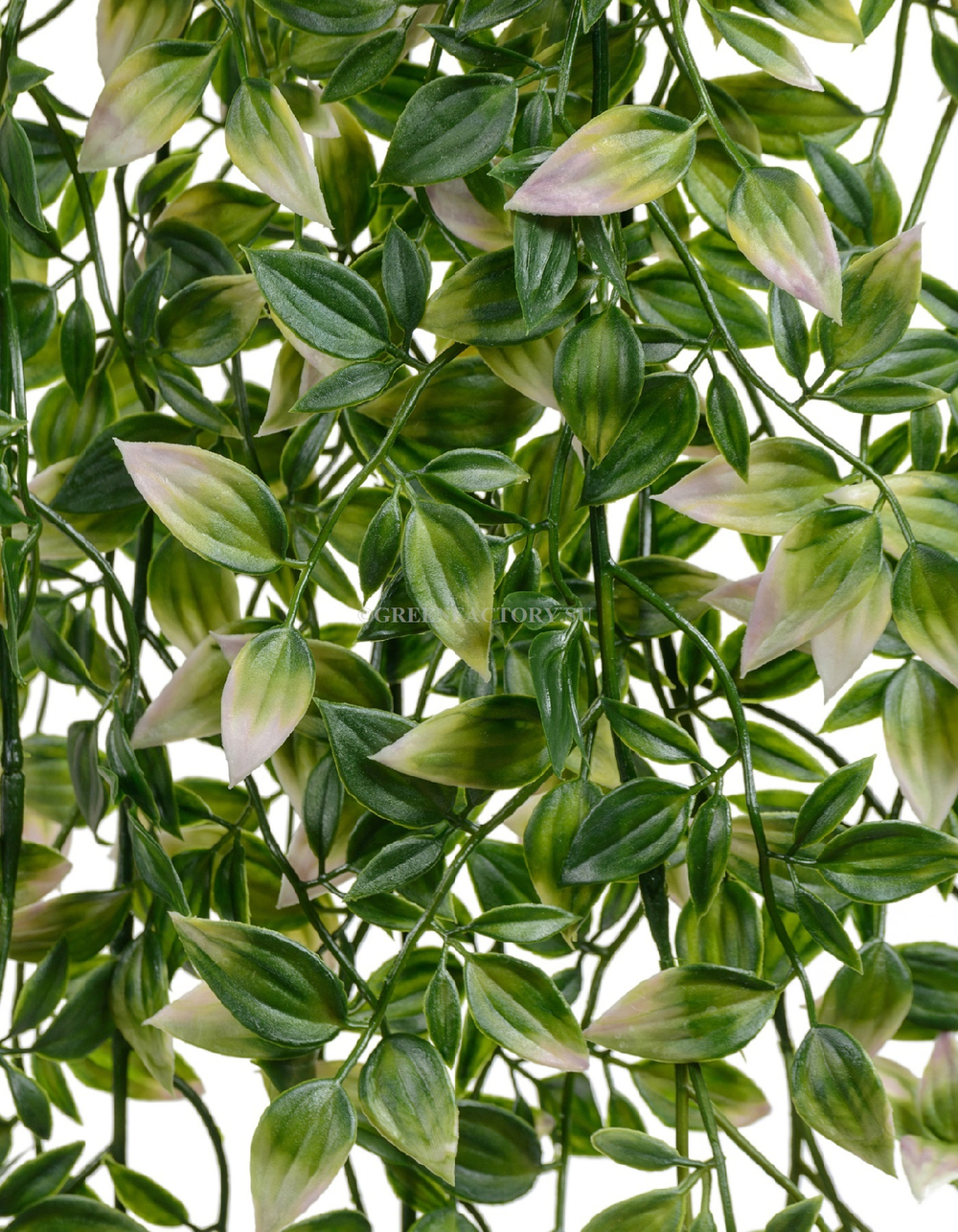 Традесканция зелёная с розовым