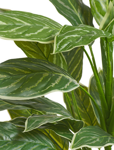 Аглаонема Страйпс куст большой бело-зелёный