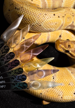 Monami Гель-лак Snake Eye №1, 8мл6