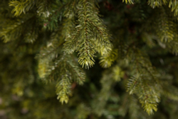 Ель 215см Black Box Датская зеленая