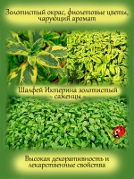 Шалфей Иктерина вариегатный золотой