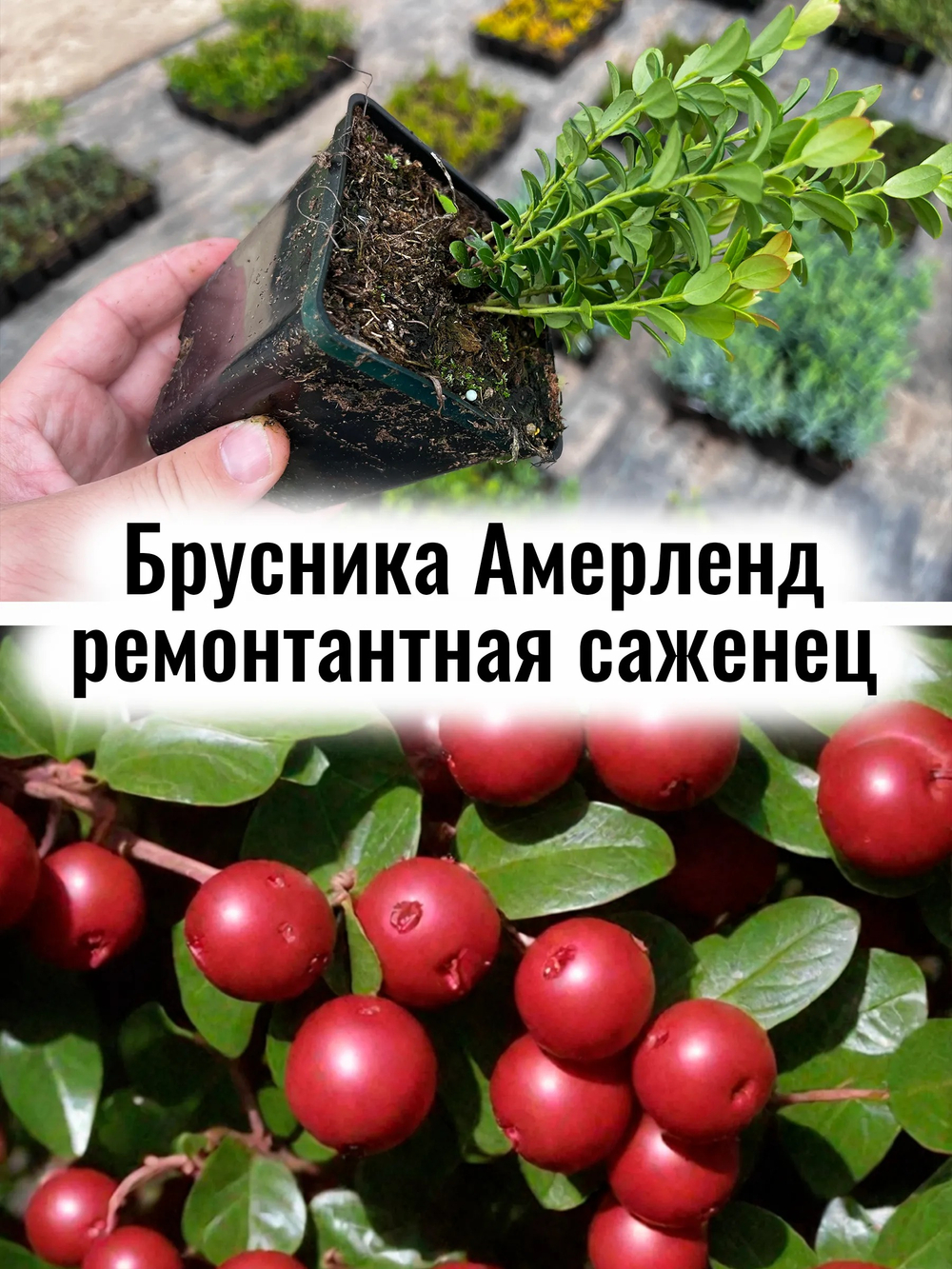 Брусника Амерланд ремонтантная многолетние ягоды саженец Р9