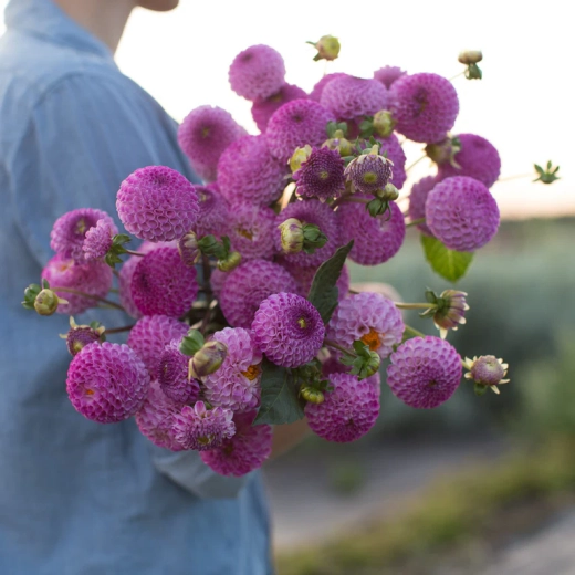 Георгин Frank Holmes (корень) Закупка М55 апрель 2026