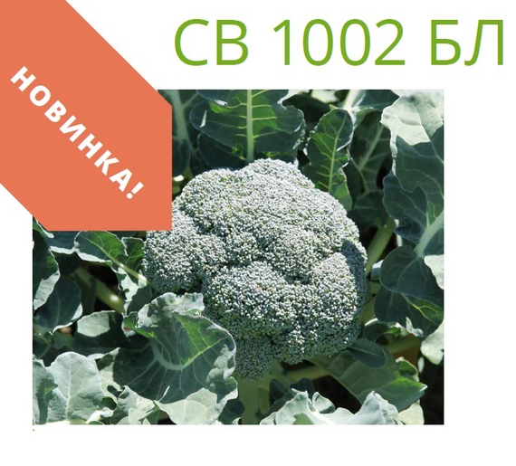 СВ 1002 БЛ F1 семена капусты брокколи (Seminis / Семинис) – фото 2