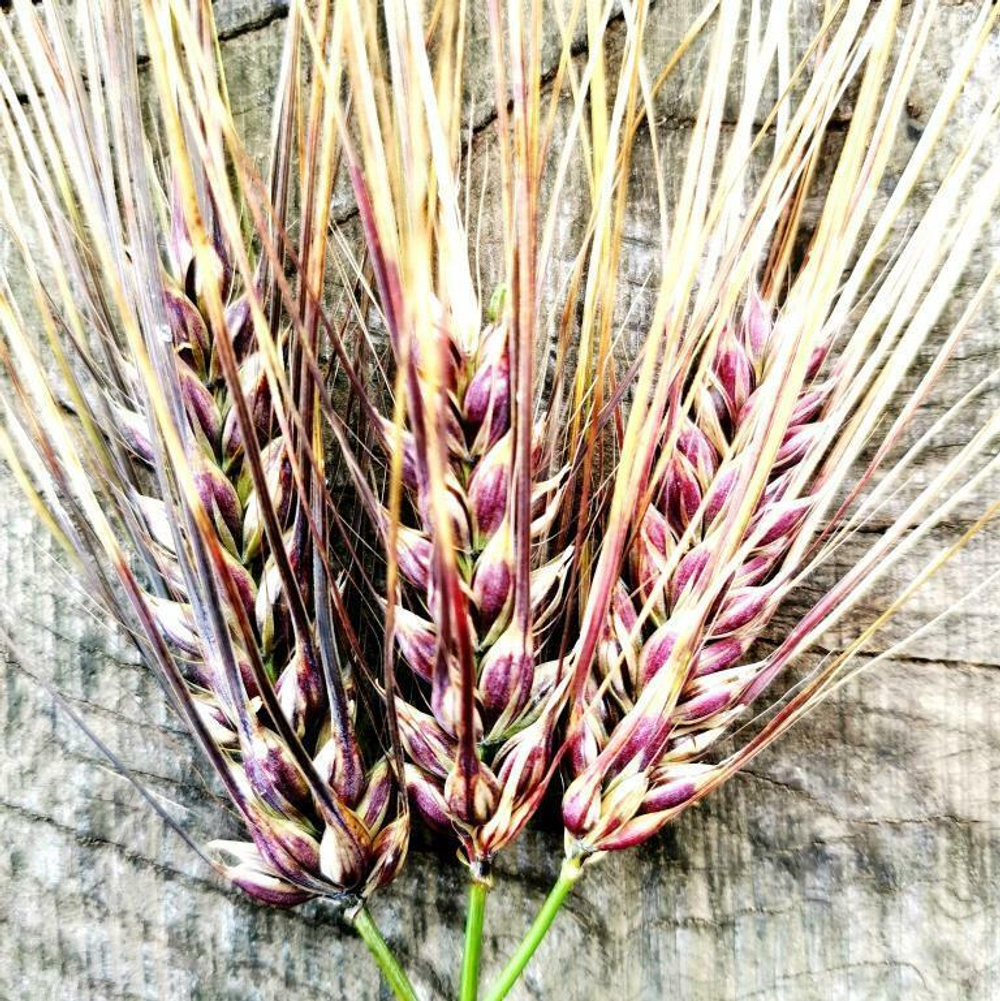 Ячмень Чёрный Тибетский Голозерный Пурпурная Долина - Purple Valley Barley