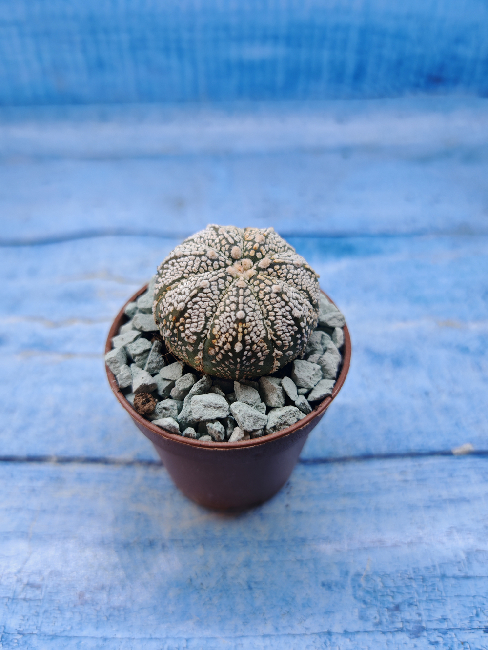 Astrophytum Asterias "Super Kabuto" (Астрофитум)