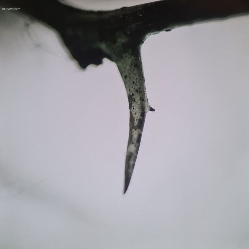 SLIPKNOT - ALL HOPE IS GONE (LIMITED, COLOUR, 2 LP)