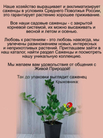 Крыжовник Медовый желтый сладкий