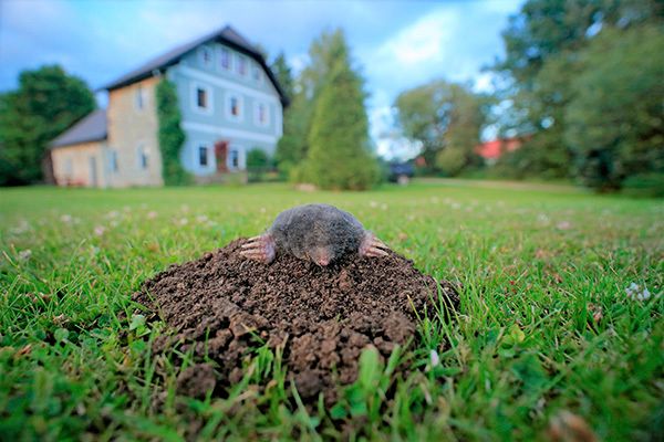 Как безопасно и эффективно избавиться от кротов на участке