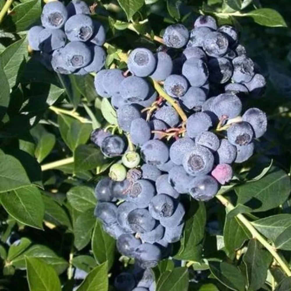 БОНУС (Bonus) голубика 1 год р9