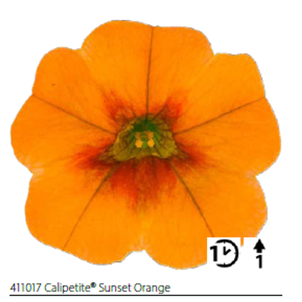 ЕВРО Калибрахоа Calipetite Sunset Orange укорененный черенок ОКС февраль 26 Volmary