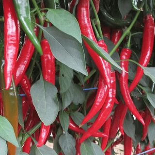 Перец Хайфи F1  500 семян