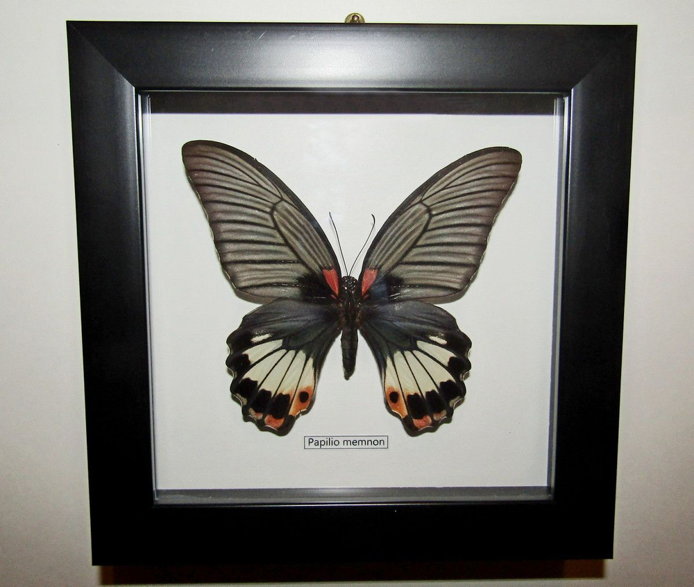 Украшение настенное Бабочка Papilio memnon самка в рамке