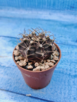 Gymnocalycium Friedrichii (Гимнокалициум)