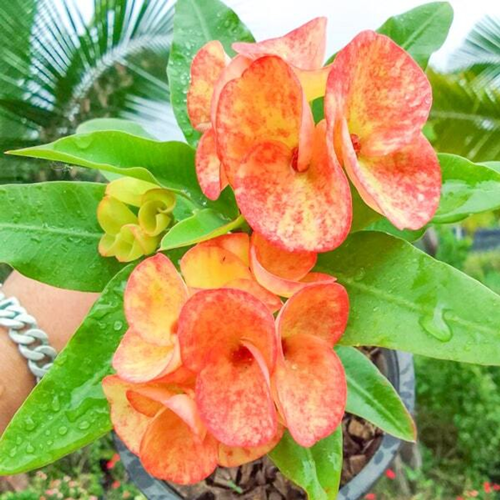 Эуфорбия Миля CHOM CHAN