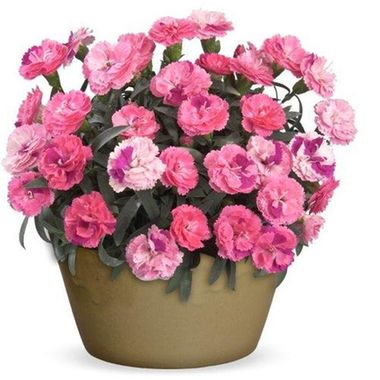 1620 Гвоздика ROSELLY PINK (ВЕСНА 2025)
