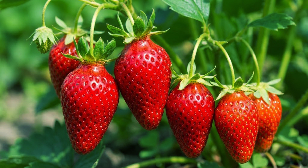 Рассада земляники садовой (клубники) «Элан» F1 (Ремонтантная, супер-сладкая