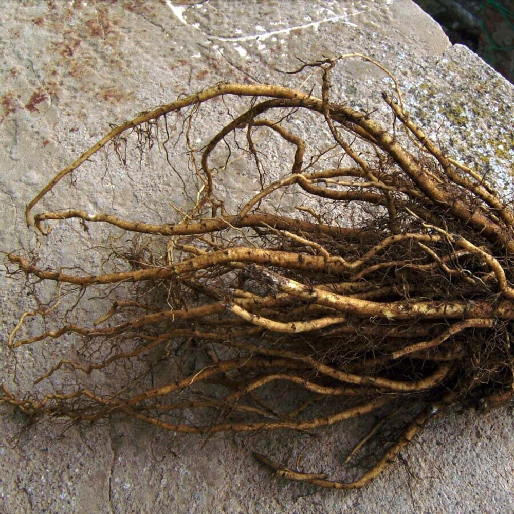 Алтей лекарственный (корень) 500 г