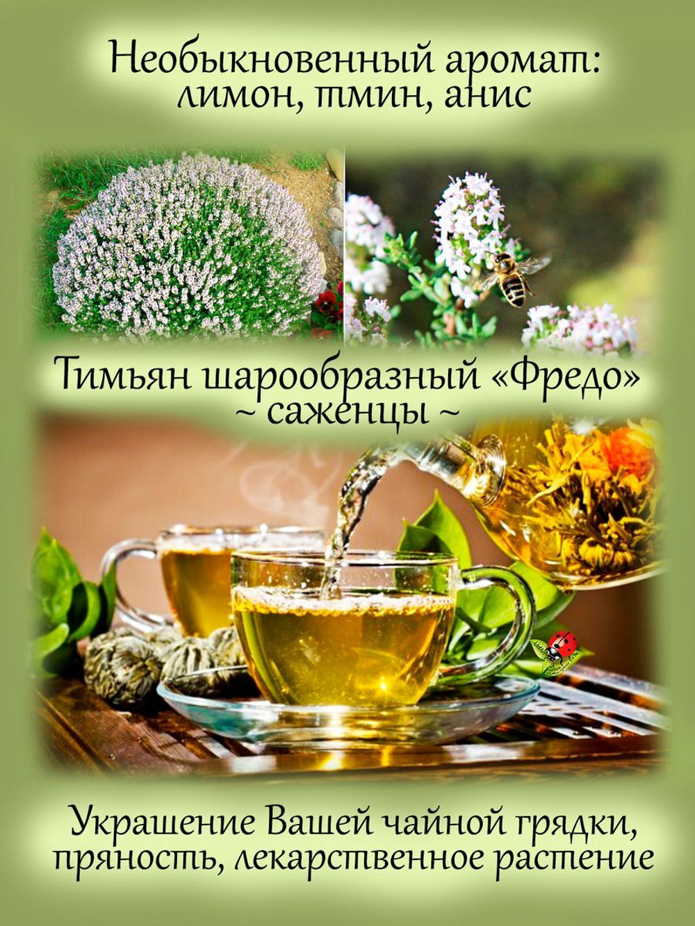 Тимьян Фредо шарообразный лимонно анисовый чабрец