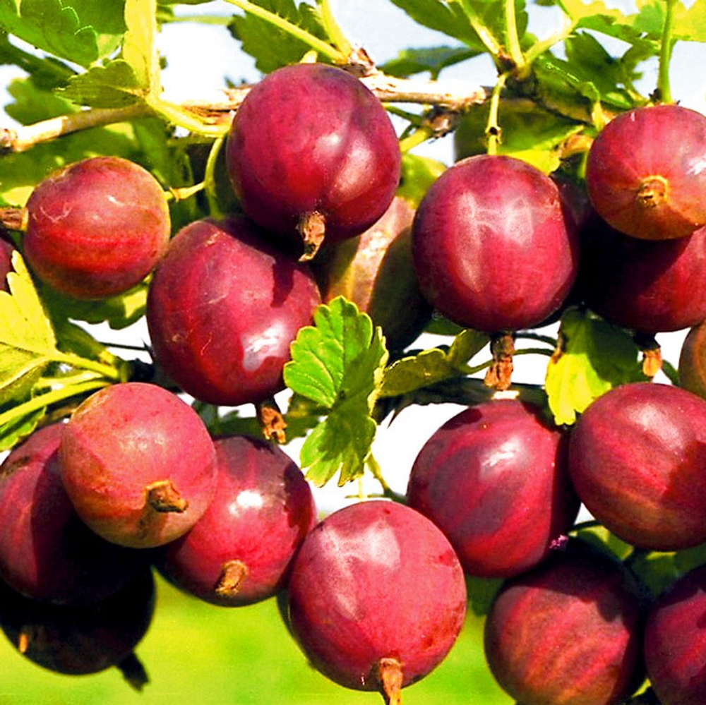 Крыжовник Краснославянский