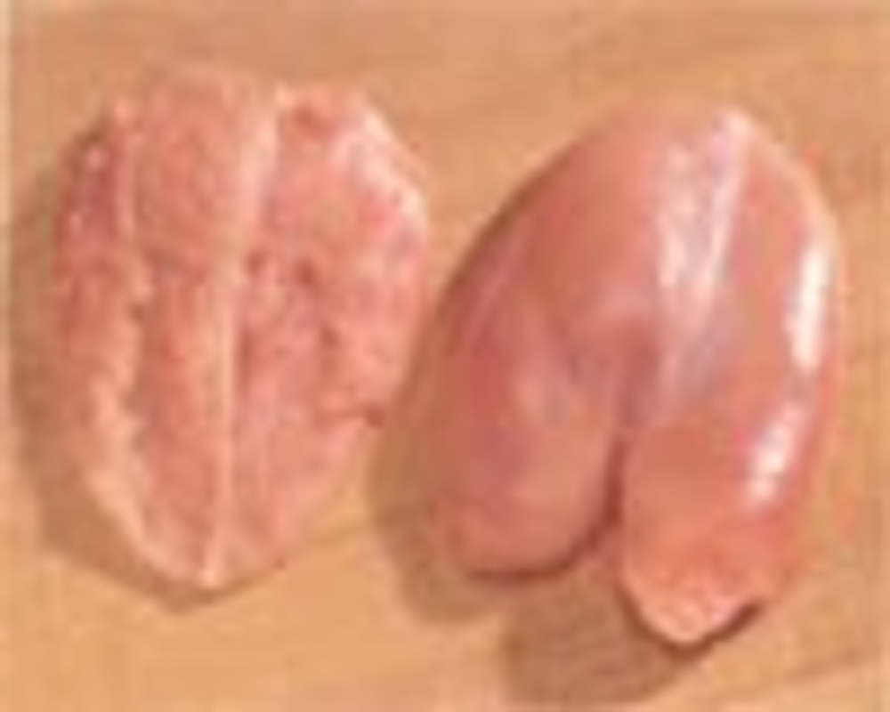 Мясо курицы - Мясо грудки без костей и кожи (Boneless, Skinless Breast Meat)
