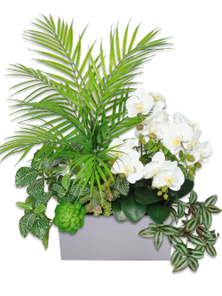 Композиция Тропическая с белыми орхидеями в кашпо
