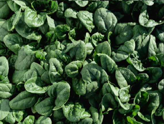 Траверс F1 семена шпината (Enza Zaden / Энза Заден) – фото 3