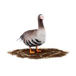 Комплект чучел Белолобый (10шт) S-XPE B622-3D "North Way"