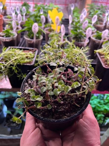 Коллизия зеленая