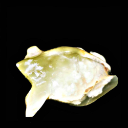 Лягушка оникс асс.