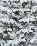 Заснеженная ель "Финская" (Литая хвоя) 150 см / 1,5 м