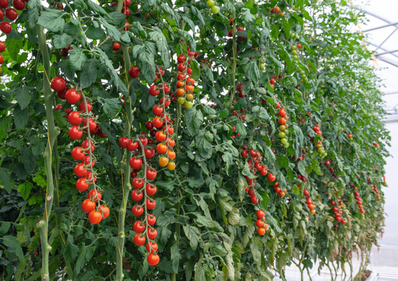 Тонатико_F1_семена_томата_индетерминантного_Bejo_оптом_томат – фото 2