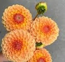 Георгин Блайтон Софтем Глиам (Blyton softer gleam)