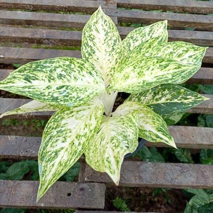 Аглаонема MALAI NGERN