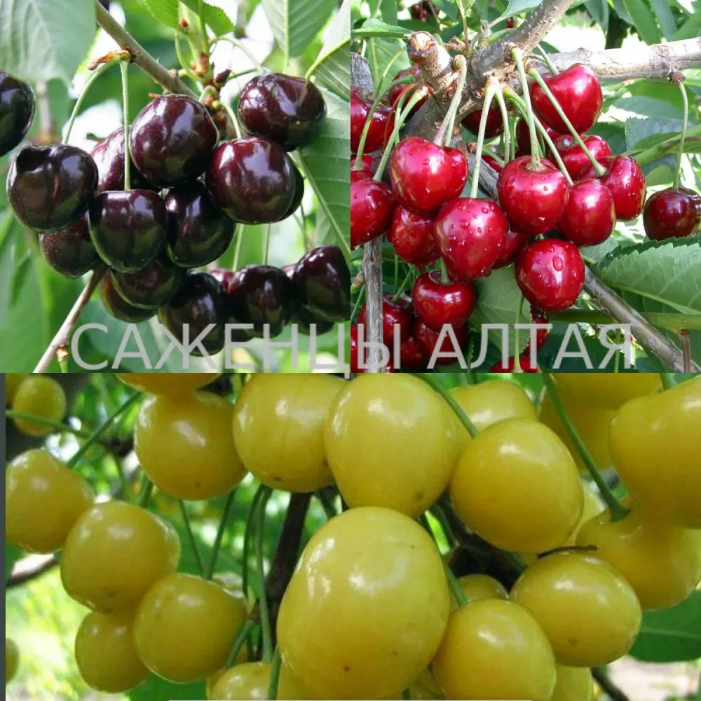 Черешня Дерево-сад 3 сорта Приусадебная желтая/Свитхарт/Ревна С5 Закупка М69 июнь 2026