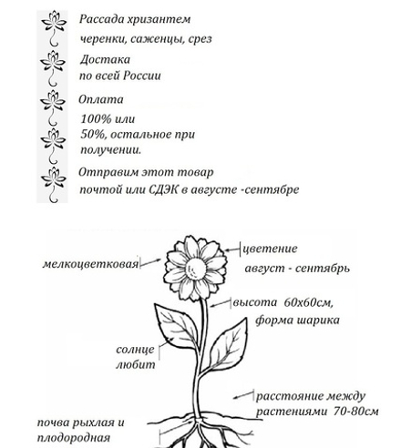 Хризантема мультифлора Daybreak Appleblossom ☘ м.94 🌿 (отгрузка Сентябрь)