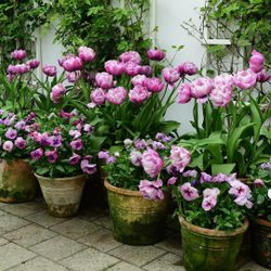 Containers in the Garden