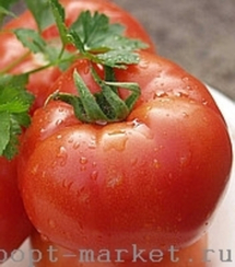 Тропикал F1 семена томата индетерминантного (Nunhems / Нюнемс)