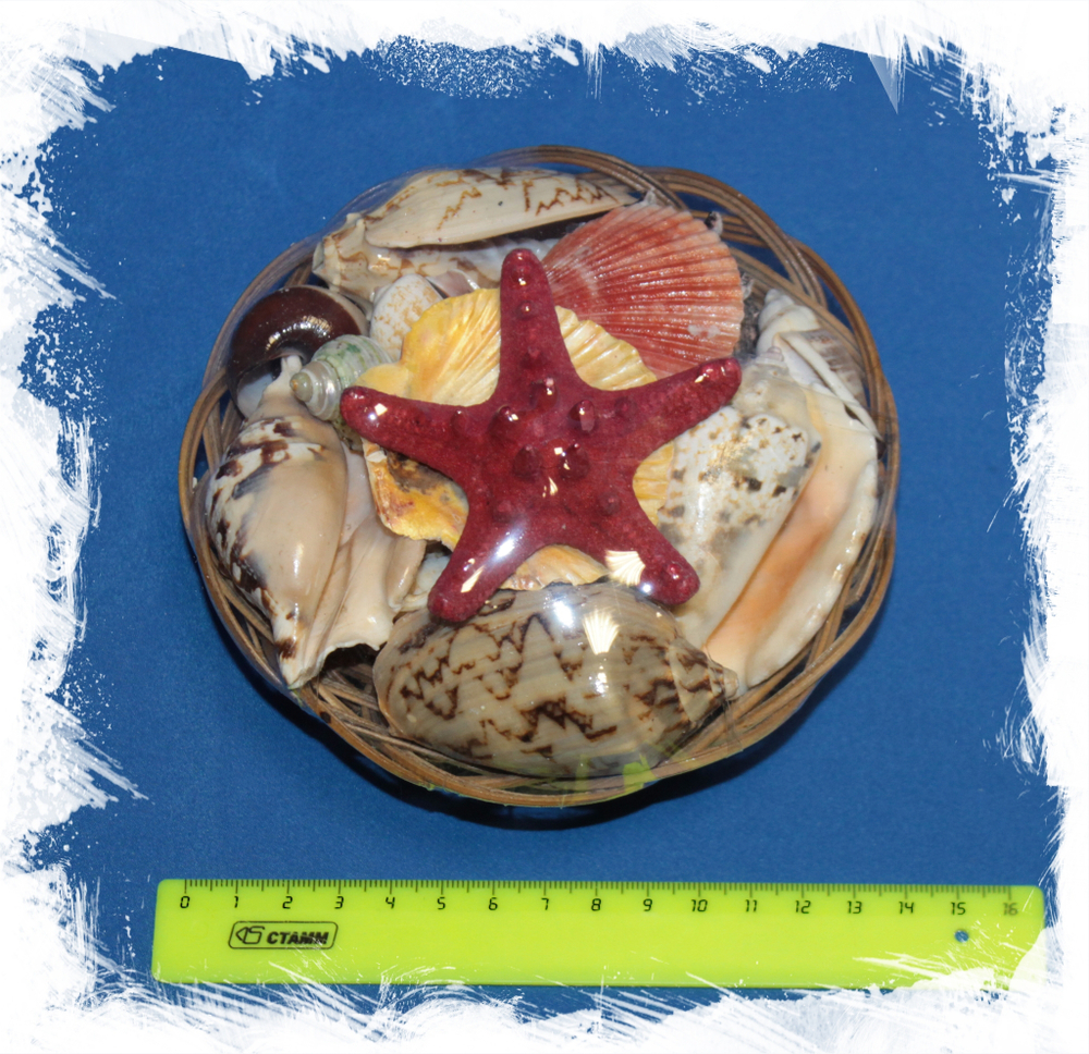 Набор ракушек с красной звездой 14 см