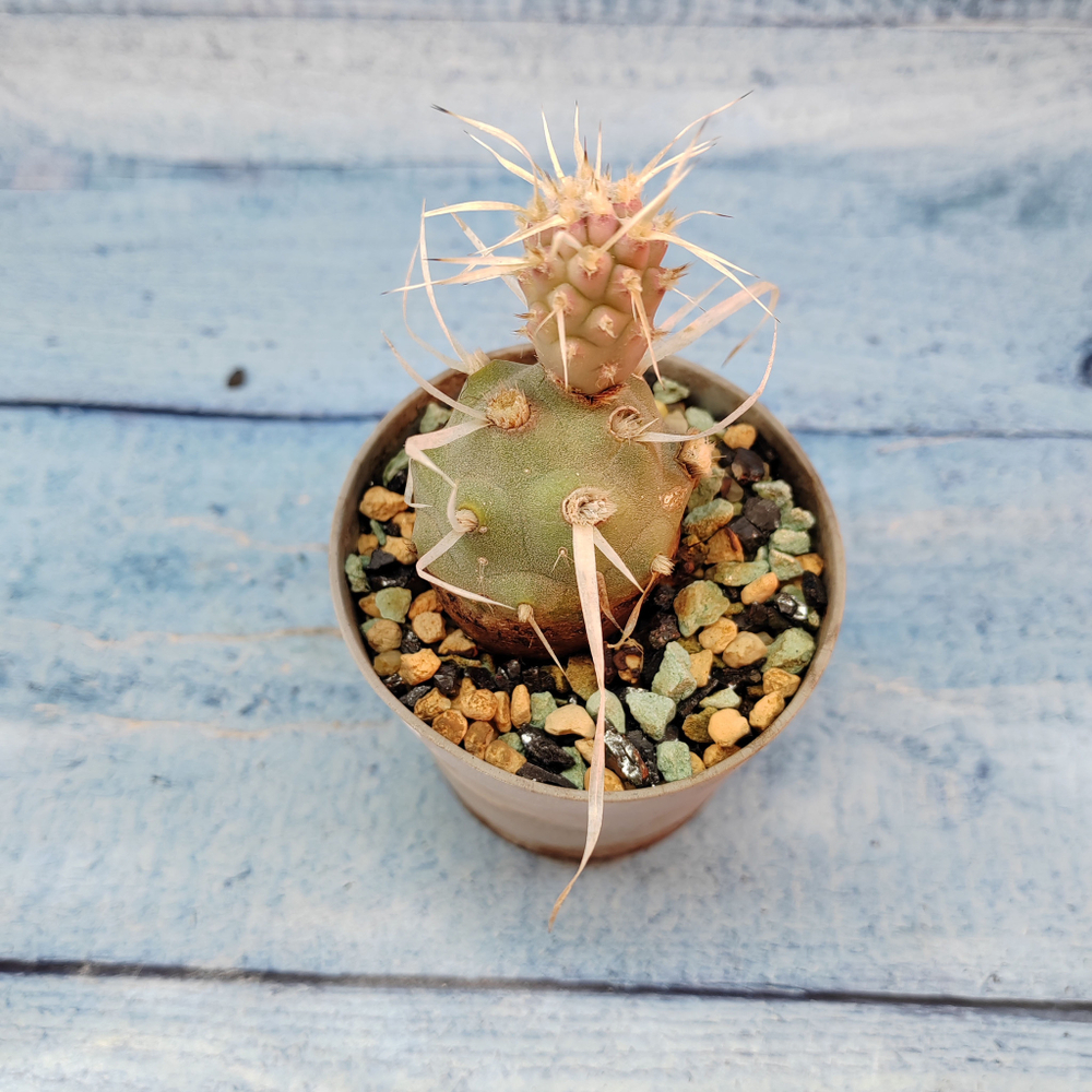 Tephrocactus Articulatus Papyracanthus (Тефрокактус)