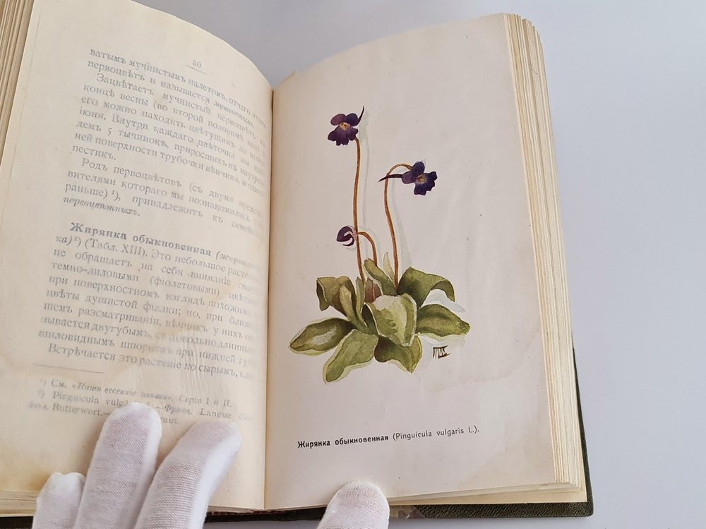 "Наши весенние цветы. Серия 1-3. Наши летние цветы. Серия 1-2". Д.Н.Кайгородов. 1915г.